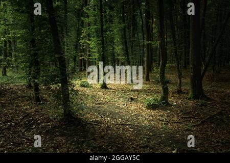 Une forêt sombre et sombre avec des feuilles vertes, vue d'été Banque D'Images