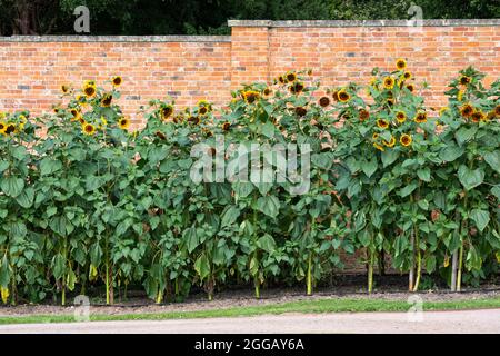 Sunburst Sunflowers (Helianthus annuus) croissant dans les jardins géorgiens fortifiés rénovés, conçus à l'origine par « Capability » Brown à Croome Park, Royaume-Uni Banque D'Images