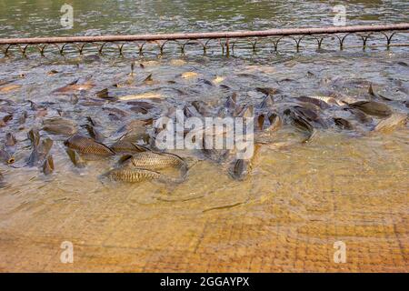 Poissons en train de s'élancer sur les rives du Gange à Haridwar. Haridwar est une société municipale du district de Haridwar, dans l'Ind Banque D'Images