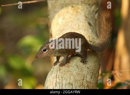 Treeshrew du Nord (Tupaia belangeri) adulte debout sur la branche Kaeng Krachen, Thaïlande Février Banque D'Images