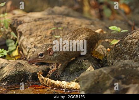 Treeshrew du Nord (Tupaia belangeri) adulte buvant dans la piscine forestière Kaeng Krachen, Thaïlande Février Banque D'Images