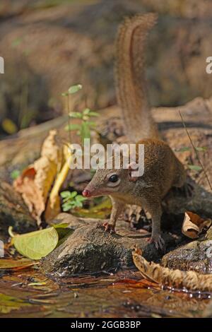 Treeshrew du Nord (Tupaia belangeri) adulte buvant dans la piscine forestière Kaeng Krachen, Thaïlande Février Banque D'Images