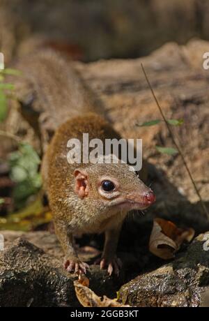 Treeshrew du Nord (Tupaia belangeri) adulte buvant dans la piscine forestière Kaeng Krachen, Thaïlande Février Banque D'Images