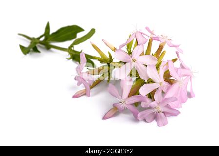 Soapwort ( Saponaria officinalis) isolé sur fond blanc Banque D'Images