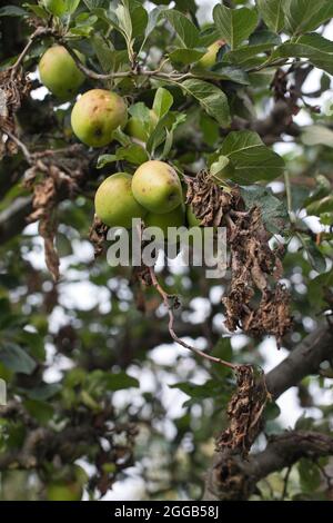 Chancre Apple Neonectria ditissima (syn. Neonectria galligena, Nectria galligena) montrant des parties mortes de branches et de brindilles et des crapules de fructification sur une application Banque D'Images