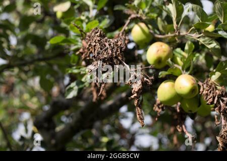 Chancre Apple Neonectria ditissima (syn. Neonectria galligena, Nectria galligena) montrant des parties mortes de branches et de brindilles et des crapules de fructification sur une application Banque D'Images