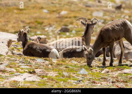 Mouflon de Bighorn sur le mont Evans lors d'une belle matinée de fin d'été Banque D'Images