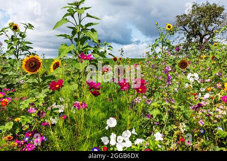 Belle prairie de fleurs avec beaucoup de fleurs sauvages colorées en milieu d'été Banque D'Images