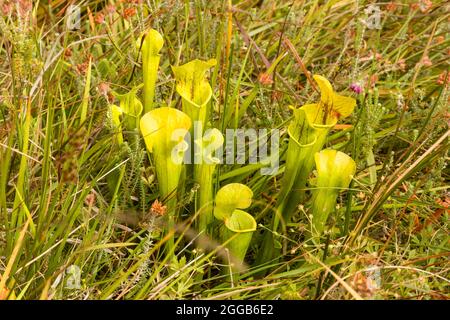 Plantes de pichet carnivores, plantes non indigènes introduites dans une zone de tourbière de Chobham Common, Surrey, Angleterre, Royaume-Uni Banque D'Images