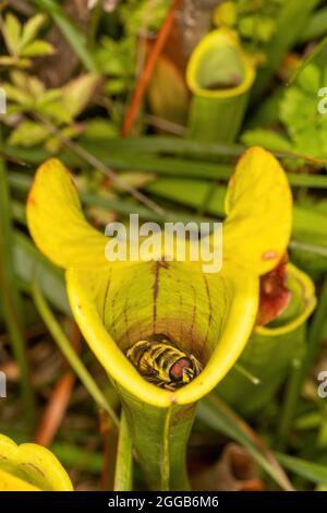 Un insecte d'aéroglisseur piégé à l'intérieur d'une plante de pichet, une plante carnivore, sur une tourbière, au Royaume-Uni Banque D'Images