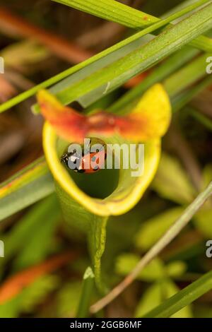 Un coccinelle (coccinelle) piégée à l'intérieur d'une plante de pichet, une plante carnivore, sur une tourbière, au Royaume-Uni Banque D'Images