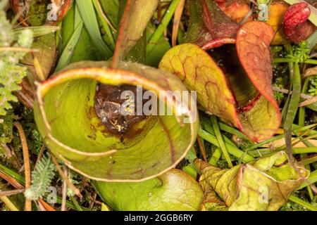 Guêpe morte et autres insectes piégés et noyés à l'intérieur d'une plante pichet, une plante carnivore, sur une tourbière, au Royaume-Uni Banque D'Images