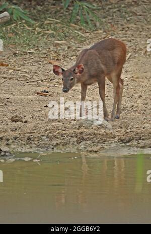 Sambar (Cervus unicolor) fraie au bord du trou d'eau dans la soirée Kaeng Krachan NP, Thaïlande Février Banque D'Images