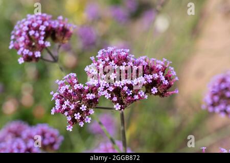 Verbena bonariensis, le purpetop vervain, clustertop vervain, argentin vervain, grand verbène ou joli verbène. Dans un jardin anglais en août Banque D'Images