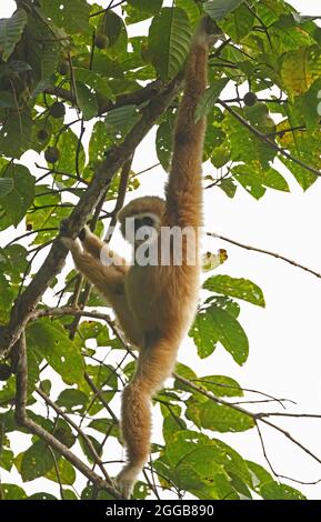 LAR Gibbon (Hylobates lar) femelle adulte accrochée à l'arbre Kaeng Krachen NP, Thaïlande Novembre Banque D'Images