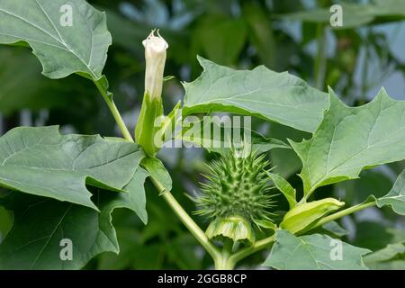 Plante de stramonium Datura avec fleur et pomme d'épine gros plan à l'extérieur Banque D'Images