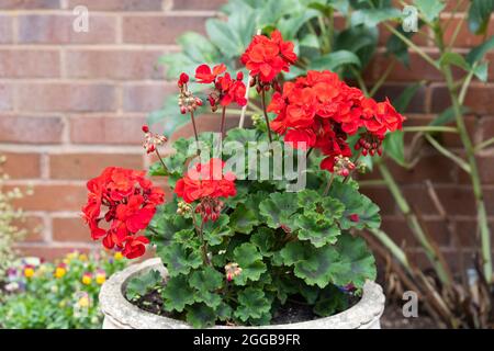 Geranium Velvet Rouge debout avec des fleurs rouges et des feuilles vertes variégées poussant dans un pot de plantes dans un jardin anglais et fleurit en août Banque D'Images