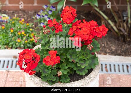 Geranium Velvet Rouge debout avec des fleurs rouges et des feuilles vertes variégées poussant dans un pot de plantes dans un jardin anglais et fleurit en août Banque D'Images