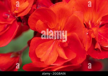 Gros plan d'une plante verticale de Geranium Velvet Red avec des fleurs rouges Banque D'Images