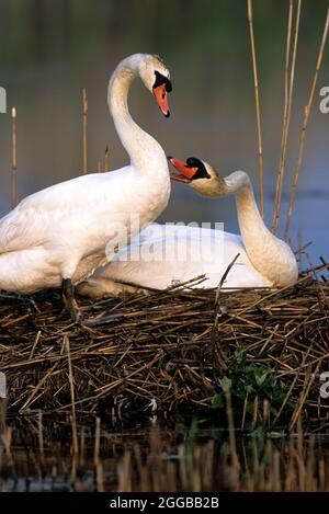 Une paire de cygnes muets appariés qui s'allopentent sur leur nid Banque D'Images