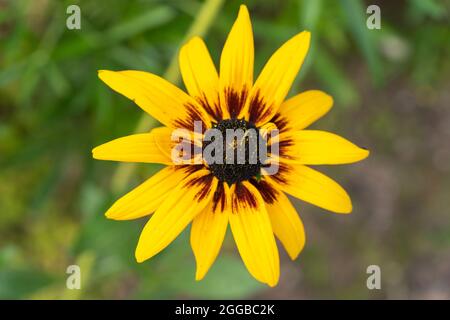 Une fleur de susan aux yeux noirs, Rudbeckia hirta 'Cappuccino', aux pétales bicolores jaune citron et acajou, qui grandit dans un jardin en août, au Royaume-Uni Banque D'Images