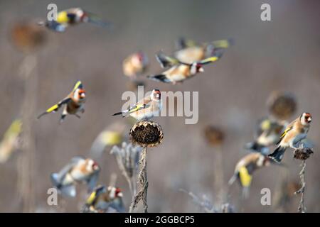 Troupeau de goldfinches européens (Carduelis carduelis) fourrager dans le champ de tournesol à la recherche de graines à manger en hiver Banque D'Images