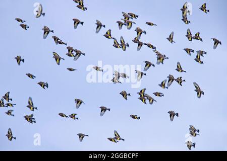 Grand troupeau de goldfinches européens (Carduelis carduelis) en vol contre le ciel bleu en hiver Banque D'Images