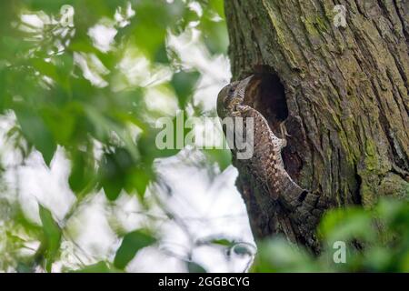 Wryneck eurasien / wryneck nordique (Jynx torquilla) au trou de nid dans l'arbre en forêt au printemps Banque D'Images