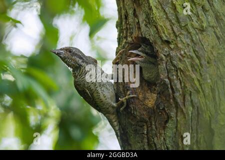 Wryneck eurasien / wryneck nordique (Jynx torrilla) nourrissant jeunes / poussins / oisillons dans trou de nid dans l'arbre en forêt au printemps Banque D'Images