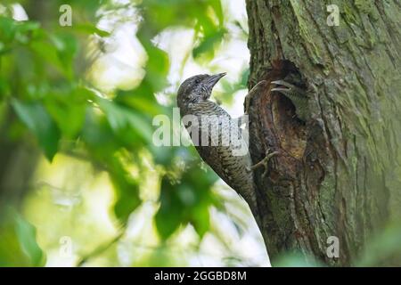 Wryneck eurasien / wryneck nordique (Jynx torrilla) nourrissant jeunes / poussins / oisillons dans trou de nid dans l'arbre en forêt au printemps Banque D'Images
