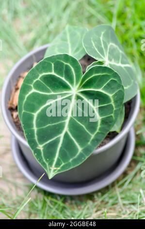 Anthurium ou Anthurium clarinervium, Anthurium cristallinum ou Anthurium hybride Banque D'Images