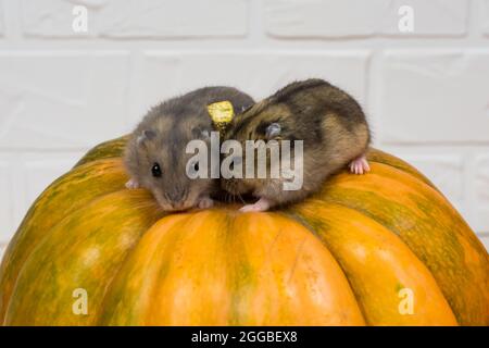 Deux petits hamsters Dzungariens s'assoient sur une citrouille orange. Banque D'Images