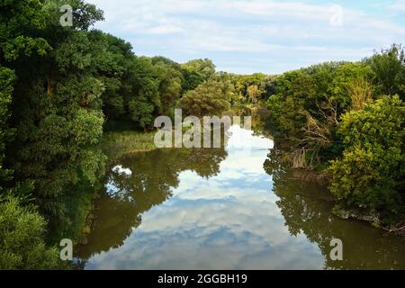 Les zones humides du Danube près de Vienne au début d'août Banque D'Images