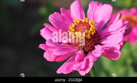 APPAREIL PHOTO NUMÉRIQUE OLYMPUS - gros plan de la fleur rose sur une plante de zinnia qui pousse dans un lit de fleurs. Banque D'Images