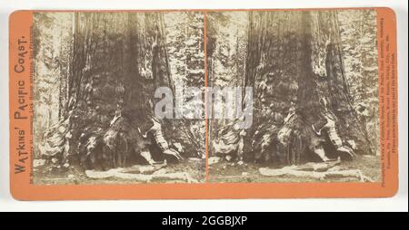 Section du Grizzly Giant (arbre), 33 pi. Diam., Mariposa Grove, Yosemite, 1861/76. Impression d'albumine, stéréo, de la série "Watkins' Pacific Coast". Banque D'Images