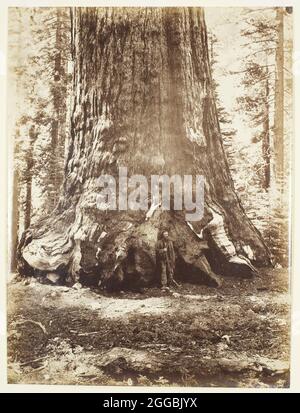 Section du Grizzly Giant avec Galen Clark, Mariposa Grove, Yosemite, 1865/66. Imprimé albumine. Banque D'Images