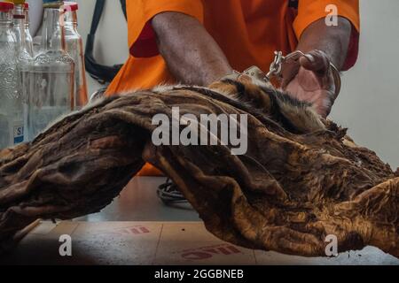 Pekanbaru, province de Riau, Indonésie. 30 août 2021. La police affiche la peau confisquée d'un tigre de Sumatran en danger critique avec un suspect dans un poste de police de Pekanbaru, dans la province de Riau, en Indonésie. Bien que le braconnage du tigre de Sumatra soit protégé mais persiste en raison de la forte demande sur le marché illégal (image de crédit: © Afrianto Silalahi/ZUMA Press Wire) crédit: ZUMA Press, Inc./Alay Live News Banque D'Images