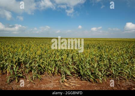 Plantation de sorgho un jour ensoleillé au Brésil. Banque D'Images