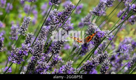 Le papillon amiral atterrit sur des fleurs de lavande dans un jardin près de Bourton-on-the-Hill dans les Cotswolds, Gloucestershire, Royaume-Uni. Banque D'Images