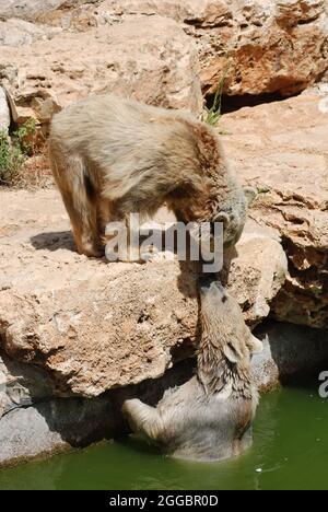 Gros plan vertical de quelques ours bruns syriens dans le zoo. Banque D'Images