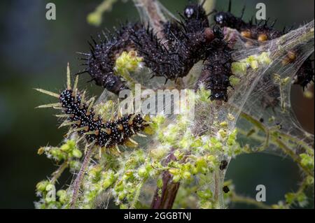 Chenille du paon papillon, Inachis io, avec la peau nouvellement excrétée Banque D'Images
