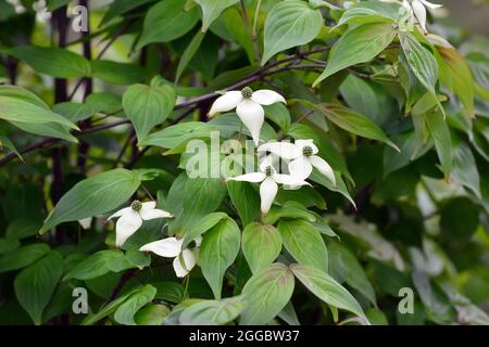 bousa, Bousa dogwood, Asiatischer Blüten-Hartriegel, Cornus kousa, csillagsom, Asie Banque D'Images