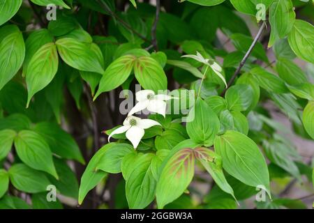 bousa, Bousa dogwood, Asiatischer Blüten-Hartriegel, Cornus kousa, csillagsom, Asie Banque D'Images