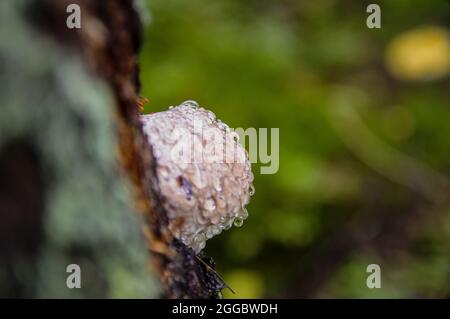 Intéressant blanc non comestible champignon arbre recouvert de chaux bleutée croissant d'un vieux arbre couvert de mousse dans une forêt lettone d'automne Banque D'Images