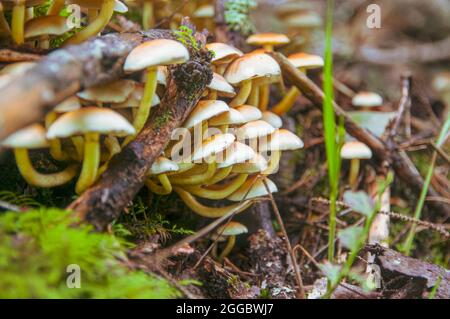 Famille de champignons de miel faux orange non comestibles provenant d'un sapin tombé recouvert de mousse dans une forêt lettone lumineuse Banque D'Images