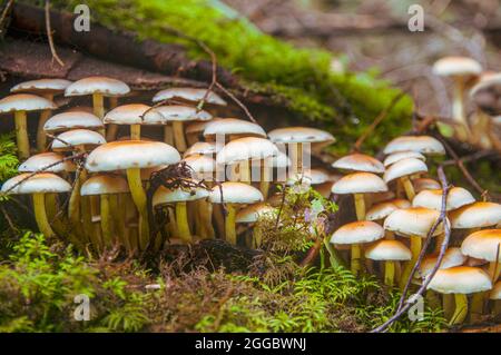 Famille de champignons de miel faux orange non comestibles provenant d'un sapin tombé recouvert de mousse dans une forêt lettone lumineuse Banque D'Images