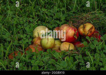 Faire pourrir les pommes dans l'herbe verte en été chaud Banque D'Images