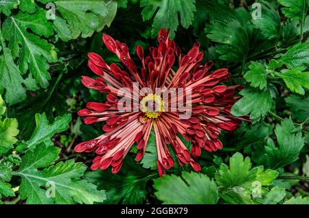 Aiguille coréenne de chrysanthème avec pétales en forme de cuillère (Chrysanthemum koreanum). Cultivar aux fleurs rouges argentées. Une fleur au milieu du feuillage de près. Au Banque D'Images