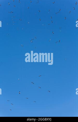 Migration des grues communes de l'hivernage. Oiseaux volant dans le ciel bleu le jour du printemps. Banque D'Images