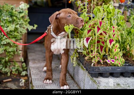 Le pitbull américain terrier chiot sur laisse odeur de fleurs dans le lit de fleurs. Marche avec chien dans le jardin Banque D'Images